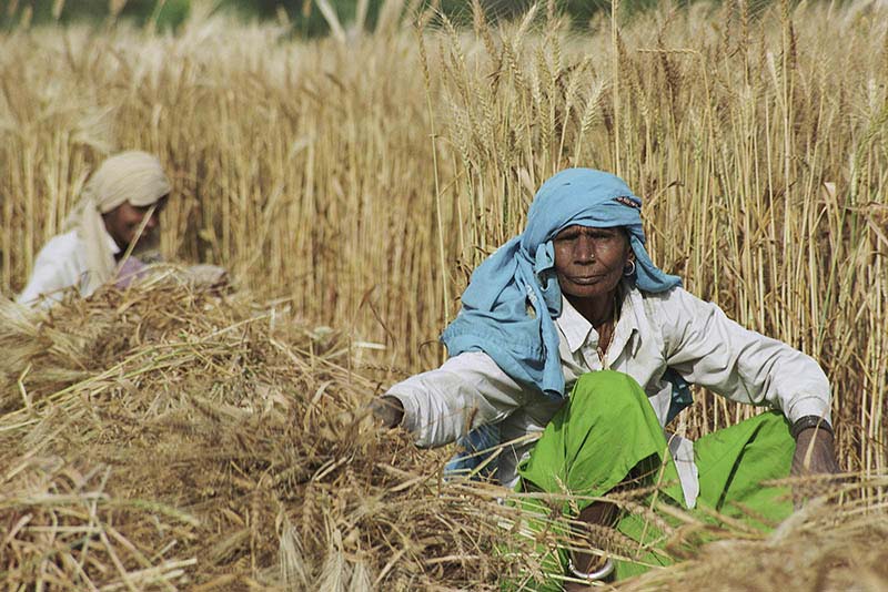 Des agriculteurs au Bangladesh.