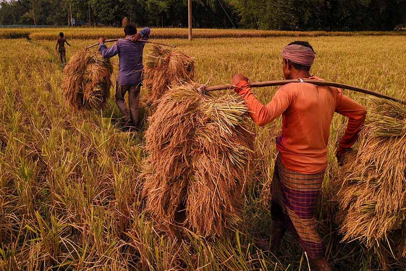 Les petits exploitants agricoles sont majoritaires au Bangladesh.