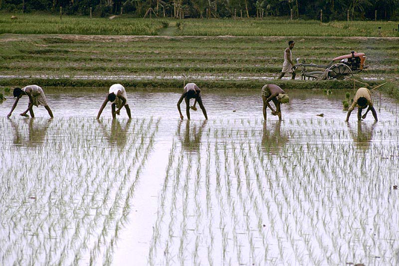 Rice fields in Bangladesh.