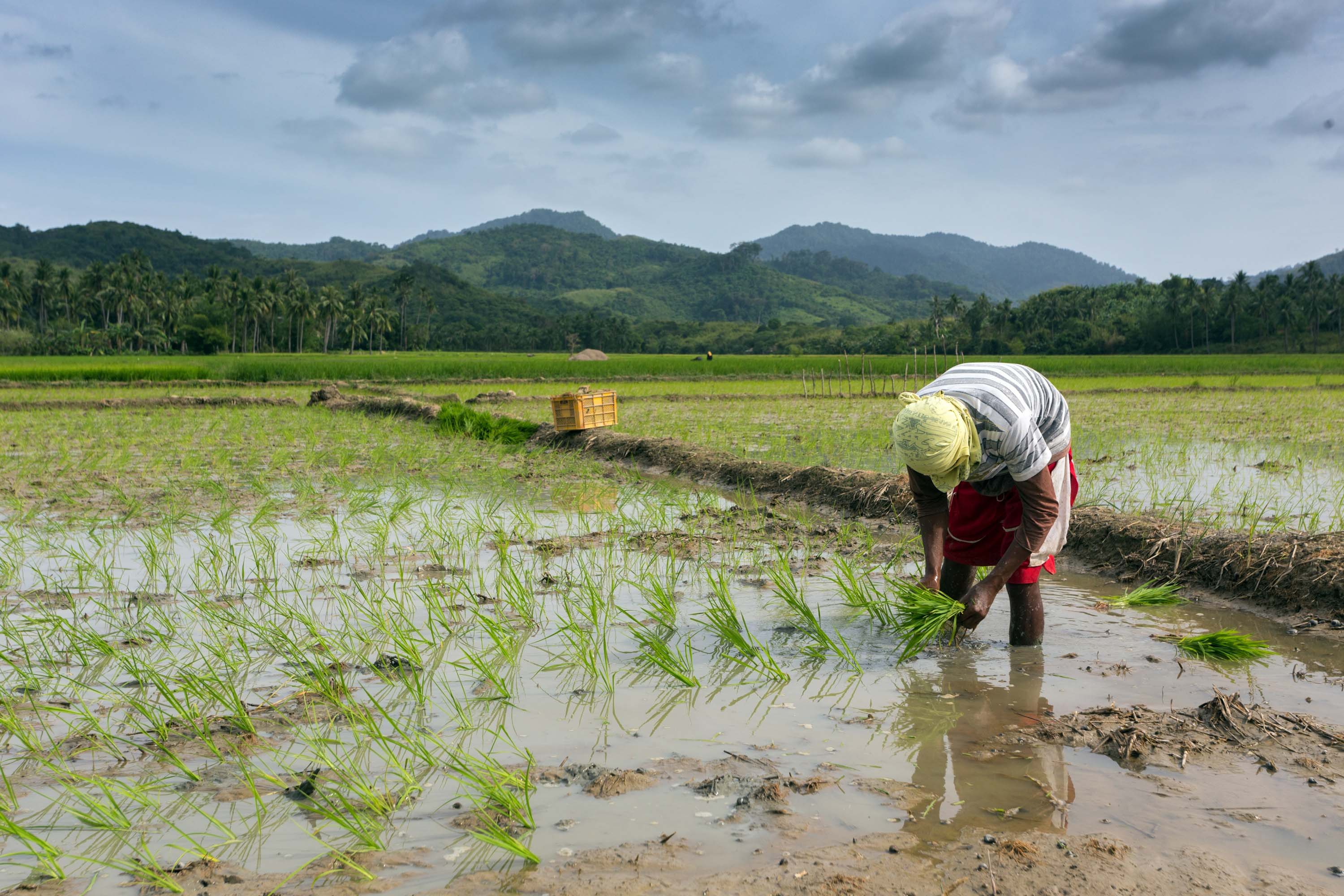 Typhoon Insurance Shelters Filipino Farmers